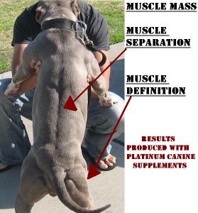 Pitbull With Muscles