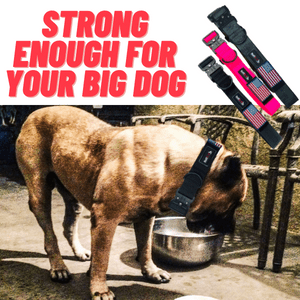 Heavy Duty Tactical Big Dog Collar with Metal Buckle - BuffK-9