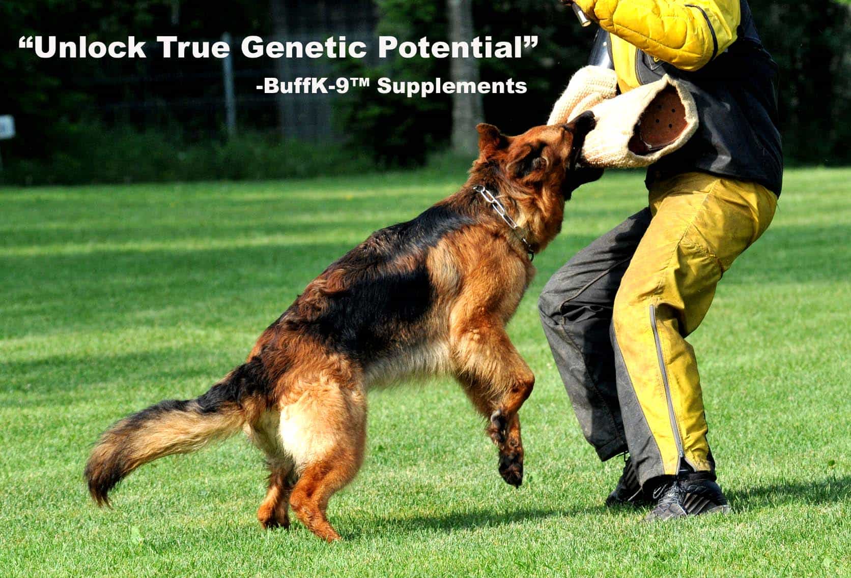 schutzhund dog german shepherd dog supplements